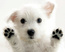 White Cute Puppy.jpg