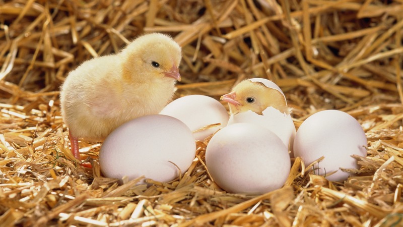 File:PBC Chicks hatching incubation.jpg
